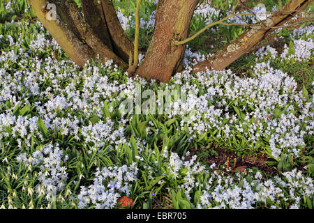 frühe Scilla, weiße Blaustern (Scilla Mischtschenkoana, Scilla Tubergeniana), blüht in einer Wiese Stockfoto