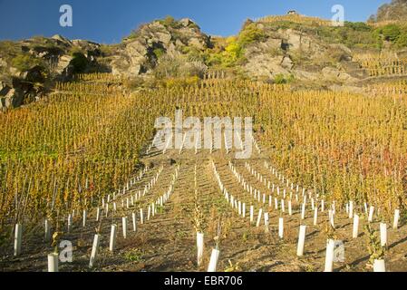 Weinberge im Ahrtal, Anbaugebiet der Weinreben Spätburgunder und Portugieser Traube, Deutschland, Rheinland-Pfalz, Eifel, Ahrtal Stockfoto