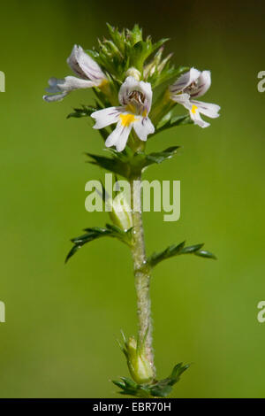 gemeinsamen Augentrost (Euphrasia Nemorosa), Blütenstand, Deutschland Stockfoto