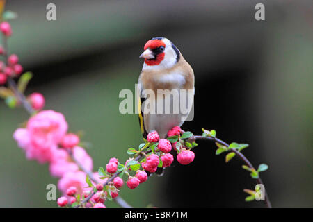 Eurasische Stieglitz (Zuchtjahr Zuchtjahr), sitzt auf einem blühenden Zweig, Deutschland Stockfoto