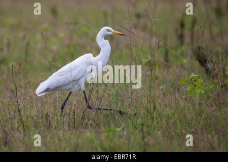 Silberreiher Stockfoto