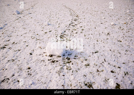 Schnee-Walze in einer tief verschneiten Wiese, Deutschland, Baden-Württemberg, Schwäbische Alb Stockfoto