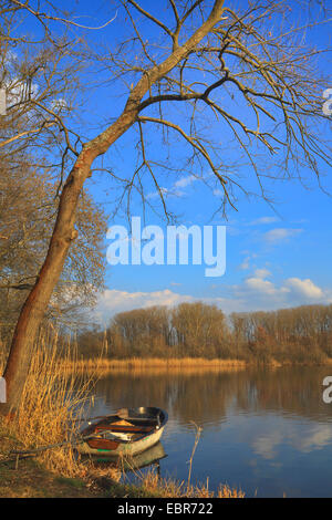 Landschaft am Altrhein im Frühjahr, Deutschland Stockfoto