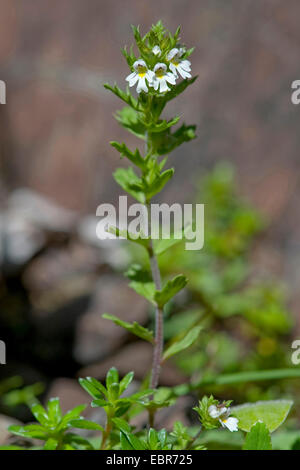 Zwerg-Augentrost (Euphrasia Minima), blühen, Deutschland Stockfoto