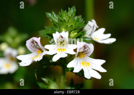 Augentrost (Euphrasia Rostkoviana, Euphrasia Officinalis, Euphrasia Officinalis SSP. Rostkoviana), Blumen, Deutschland Stockfoto