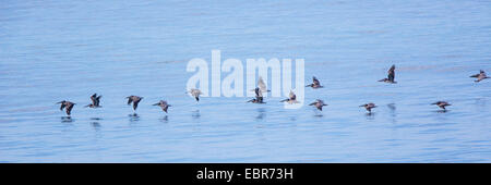 brauner Pelikan (Pelecanus Occidentalis), "schließen" Herde fliegen über der Wasseroberfläche, Costa Rica, Pazifikkueste Stockfoto