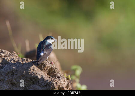 Mangrove Schwalbe (Tachycineta Albilinea), an der Küste, Costa Rica, Rio Tarcoles sitzen Stockfoto