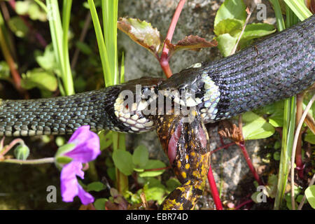 Ringelnatter (Natrix Natrix), Bilder Serie 7, zwei Schlangen kämpfen für einen Frosch, Deutschland, Mecklenburg-Vorpommern Stockfoto