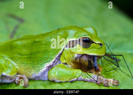 Europäische Treefrog, gemeinsame Treefrog, zentralen europäischen Treefrog (Hyla Arborea), RSS-Feeds gefangen Daddy Langbein, Deutschland Stockfoto