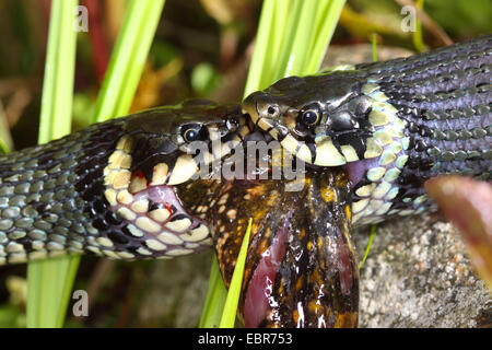 Ringelnatter (Natrix Natrix), Serie Bild 10, zwei Schlangen kämpfen für einen Frosch, Deutschland, Mecklenburg-Vorpommern Stockfoto