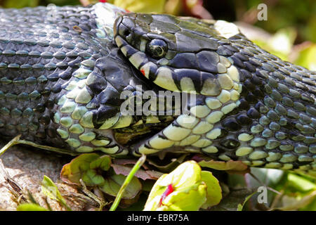 Ringelnatter (Natrix Natrix), Bilder Serie 18, zwei Schlangen kämpfen für einen Frosch, Deutschland, Mecklenburg-Vorpommern Stockfoto