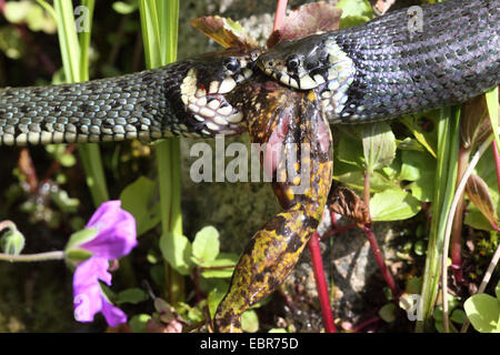 Ringelnatter (Natrix Natrix), Bilder Serie 8, zwei Schlangen kämpfen für einen Frosch, Deutschland, Mecklenburg-Vorpommern Stockfoto