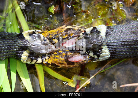 Ringelnatter (Natrix Natrix), Bilder Serie 15, zwei Schlangen kämpfen für einen Frosch, Deutschland, Mecklenburg-Vorpommern Stockfoto