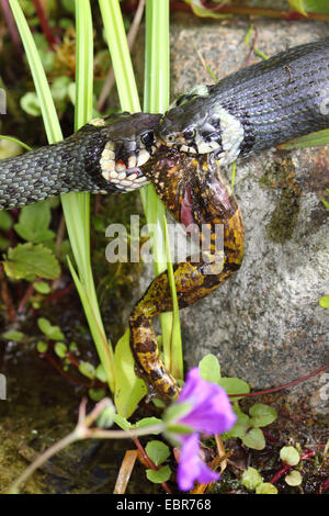 Ringelnatter (Natrix Natrix), Serie Bild 11, zwei Schlangen kämpfen für einen Frosch, Deutschland, Mecklenburg-Vorpommern Stockfoto