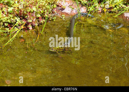 Ringelnatter (Natrix Natrix), gefangen hat, eine europäische essbare Frosch Frosch, essbare Grasfrosch, Deutschland, Mecklenburg-Vorpommern Stockfoto