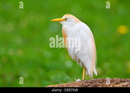 Kuhreiher, Buff-backed Reiher (Ardeola Ibis, Bubulcus Ibis), auf einem Hügel Stockfoto