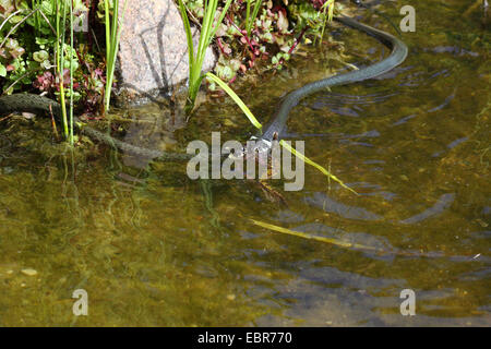 Ringelnatter (Natrix Natrix), Bilder Serie 6, zwei Schlangen kämpfen für einen Frosch, Deutschland, Mecklenburg-Vorpommern Stockfoto