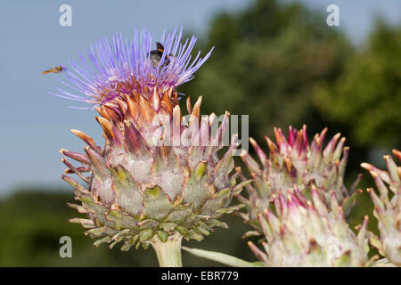 Artischocke Mariendistel, Karde (Cynara Cardunculus, Cynara Scolymus), blühende Artischocke mit Hoverfly einem Dhumble Biene Stockfoto