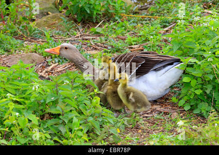 Graugans (Anser Anser), Erwachsene mit drei Küken, Deutschland Stockfoto