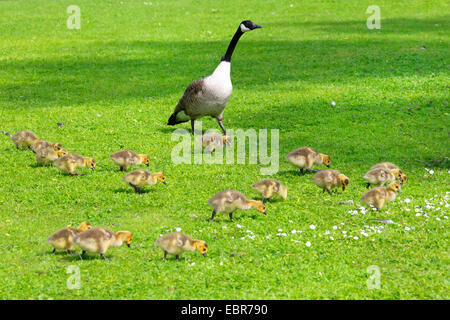 Kanadagans (Branta Canadensis), mit vielen Küken auf einer Wiese, Deutschland Stockfoto