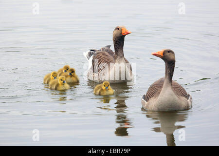 Graugans (Anser Anser), Eltern Schwimmen mit ihren Küken, Deutschland Stockfoto