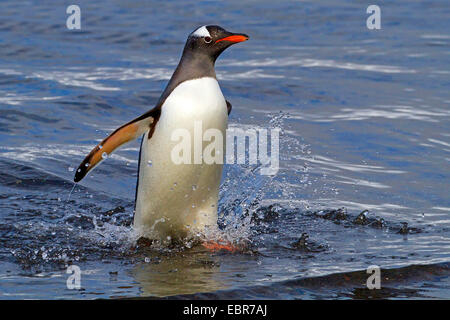 Gentoo Penguin (Pygoscelis Papua), verlassen das Meer, Antarktis, Falkland Inseln, Insel der Sirenen Stockfoto