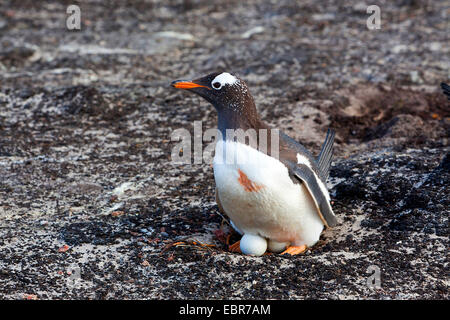 Gentoo Penguin (Pygoscelis Papua), Zucht, Antarktis, Falkland Inseln, Insel der Sirenen Stockfoto