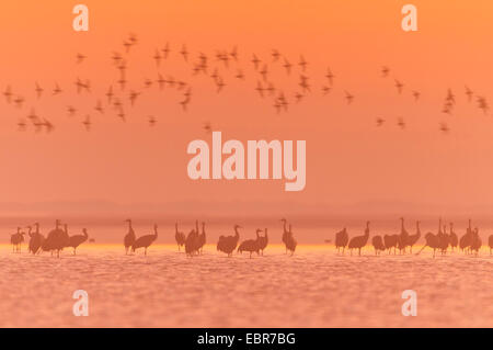 Kranich, eurasische Kranich (Grus Grus), Kräne an der Sleeoing Stelle in der Ostsee, Deutschland, Mecklenburg-Vorpommern, Vorpommersche Boddenkueste Stockfoto