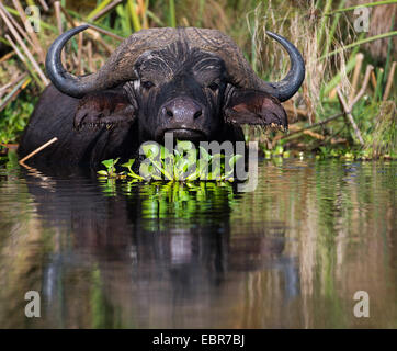 Asiatische Wasserbüffel, wilde Wasserbüffel, Carabao (Bubalus beispielsweise, Bubalus Arnee), stehen in Lake Naivasha mit Eichhornia Stockfoto