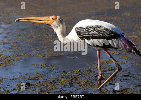 bemalte Storch (Mycteria Leucocephala, Ibis Leucocephalus) auf das Futter in einem Sumpf, Indien, Ranthambhore Stockfoto