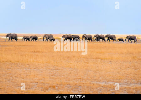 Afrikanischer Elefant (Loxodonta Africana), Herde Elefanten zu Fuß durch die Savanne, Kenia, Amboseli-Nationalpark Stockfoto