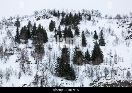 Elch, Europäischen Elch (Alces Alces Alces), Winter in den Fjell Norwegen, Nordland, Raftsund Stockfoto