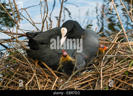 schwarzen Blässhuhn (Fulica Atra), in das Nest mit Küken, Deutschland Stockfoto