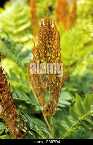 Königsfarn (Osmunda Regalis), Fertle Bestandteil der Wedel, Deutschland Stockfoto