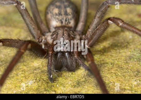 riesigen europäischen Haus Spinne, riesigen Haus Spinne, größere Haus Spinne, Spinne Spinnennetz (Tegenaria Gigantea, Tegenaria Atrica), Weiblich, Deutschland Stockfoto