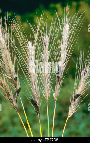 Mutterkorn, Mutterkorn-Pilz (Claviceps Purpurea, Secale Cornutum), Mutterkorn im Roggen, Deutschland Stockfoto