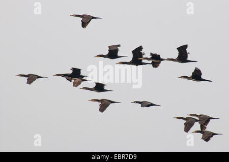 Kormoran (Phalacrocorax Carbo), Kormorane im Flug, Deutschland, Niedersachsen, Spiekeroog Stockfoto