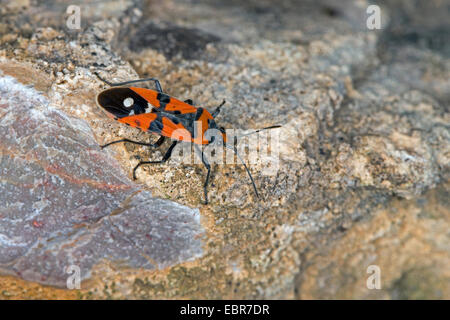 Schwarz-und-rot-Bug, Ritter Bug, Harlekin Bug (Lygaeus vgl. Equestris), auf einem Stein, Deutschland Stockfoto