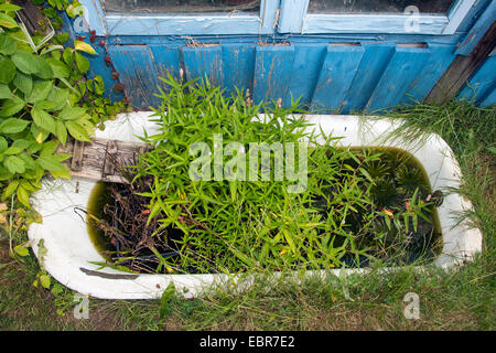 Mini-Teich, Gartenteich in einem Naturgarten. Alte Badewanne im Garten gepflanzt wurde als ein Biotop für Tiere, Deutschland Stockfoto