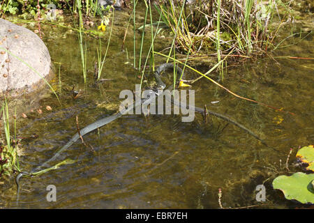 Ringelnatter (Natrix Natrix), Serie Bild 16, zwei Schlangen kämpfen für einen Frosch, Deutschland, Mecklenburg-Vorpommern Stockfoto