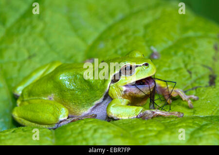 Europäische Treefrog, gemeinsame Treefrog, zentralen europäischen Treefrog (Hyla Arborea), RSS-Feeds gefangen Daddy Langbein, Deutschland Stockfoto