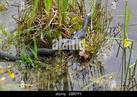 Ringelnatter (Natrix Natrix), Serie Bild 13, zwei Schlangen kämpfen für einen Frosch, Deutschland, Mecklenburg-Vorpommern Stockfoto