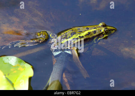 Ringelnatter (Natrix Natrix), gefangen hat, eine europäische essbare Frosch Frosch, essbare Grasfrosch, Deutschland, Mecklenburg-Vorpommern Stockfoto