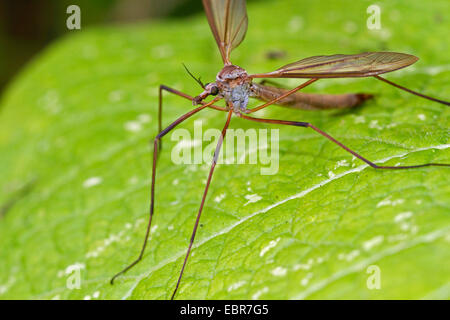 Kohl Schnake, braune Daddy-Long-Legs (Tipula Oleracea), auf einem Blatt, Deutschland Stockfoto