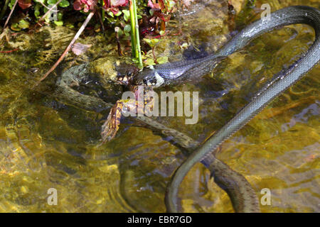 Ringelnatter (Natrix Natrix), Bilder Serie 5, zwei Schlangen kämpfen für einen Frosch, Deutschland, Mecklenburg-Vorpommern Stockfoto