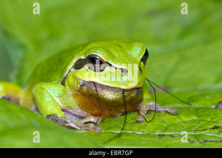 Europäische Treefrog, gemeinsame Treefrog, mitteleuropäischen Treefrog (Hyla Arborea), nach der Fütterung einen Gefangenen Daddy Langbein, Beine hing aus dem Mund, Deutschland Stockfoto