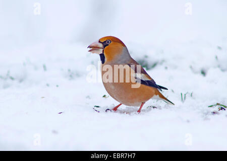 Kernbeißer (Coccothraustes Coccothraustes), männliche bei Fütterung Website im Winter mit Samen in die Rechnung, Deutschland Stockfoto