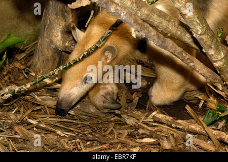 Südlichen Tamandua oder Kragen Ameisenbär (Tamandua Tetradactyla) Stockfoto