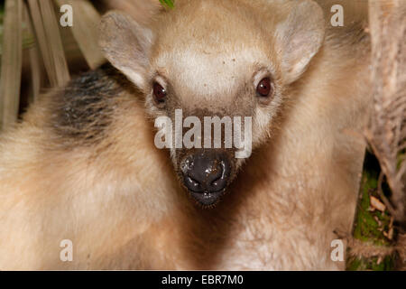 Südlichen Tamandua oder Kragen Ameisenbär (Tamandua Tetradactyla) Close Up Stockfoto