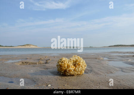 Gemeinsamen Wellhornschnecke, essbare europäischen Wellhornschnecke, geschwenkt Wellhornschnecke, Buckie, nördlichen Wellhornschnecke (Buccinum Undatum), Ei-Ball auf den Strand, Niederlande, Zeeland, Cadzand Stockfoto